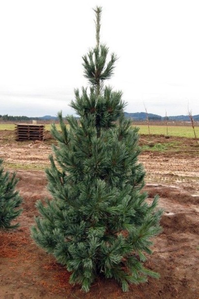 Сосна Вандервулф Пірамід 